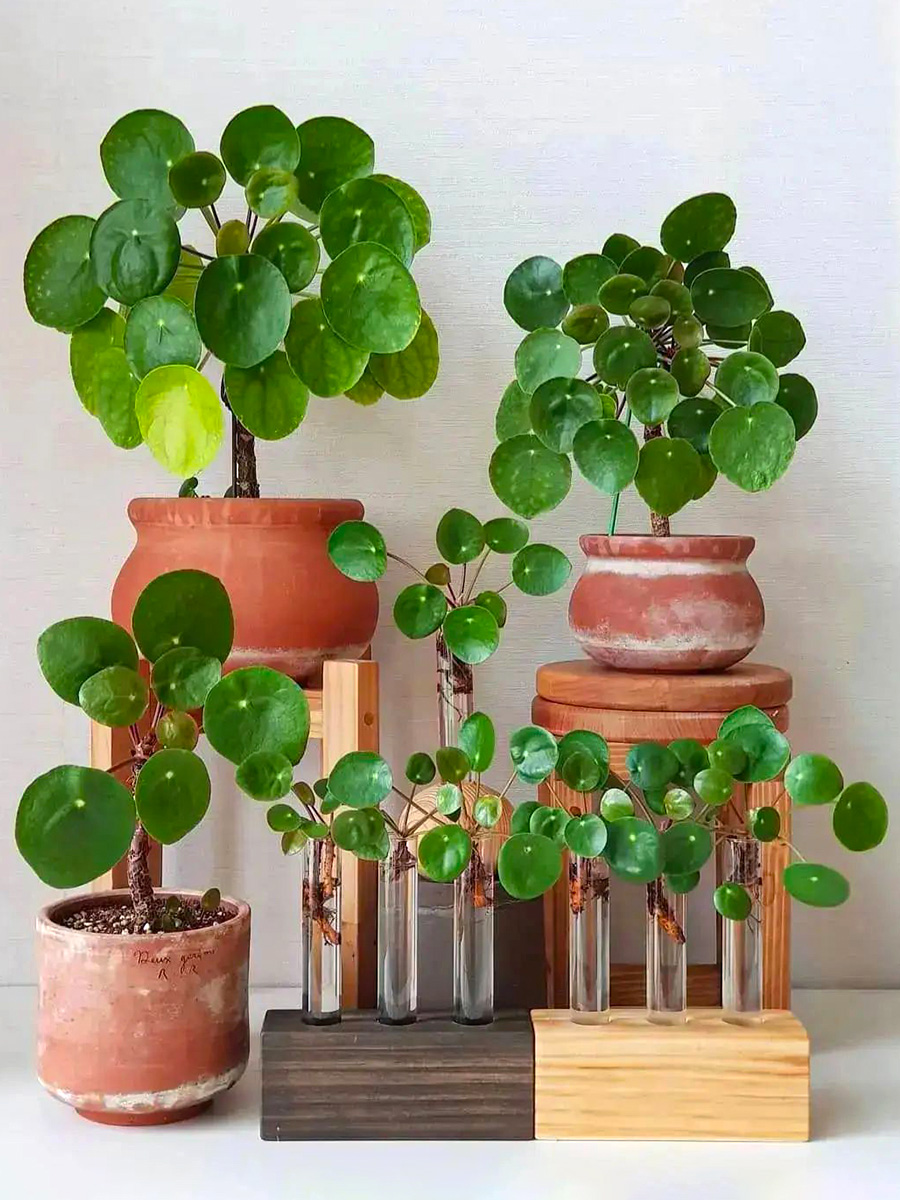 Pilea peperomia by dreamy_plantss