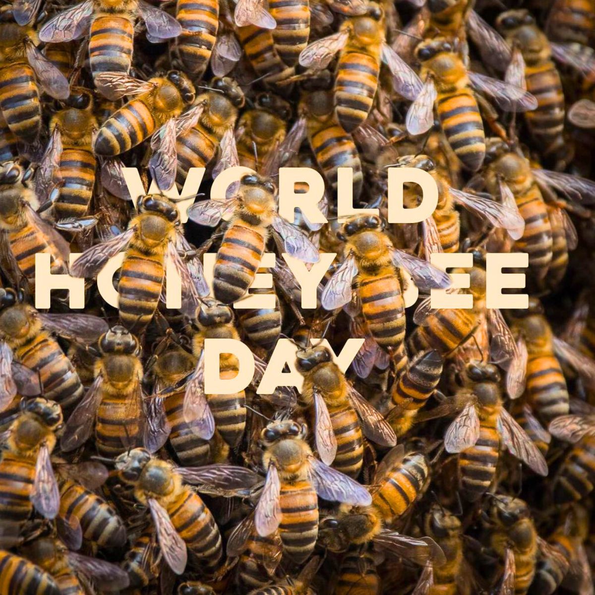 World Honey Bee Day