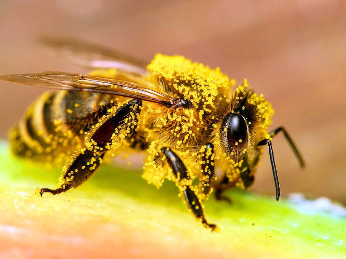 A honey bee full of pollen