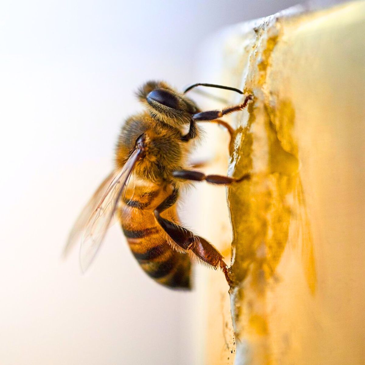 A bee creating honey