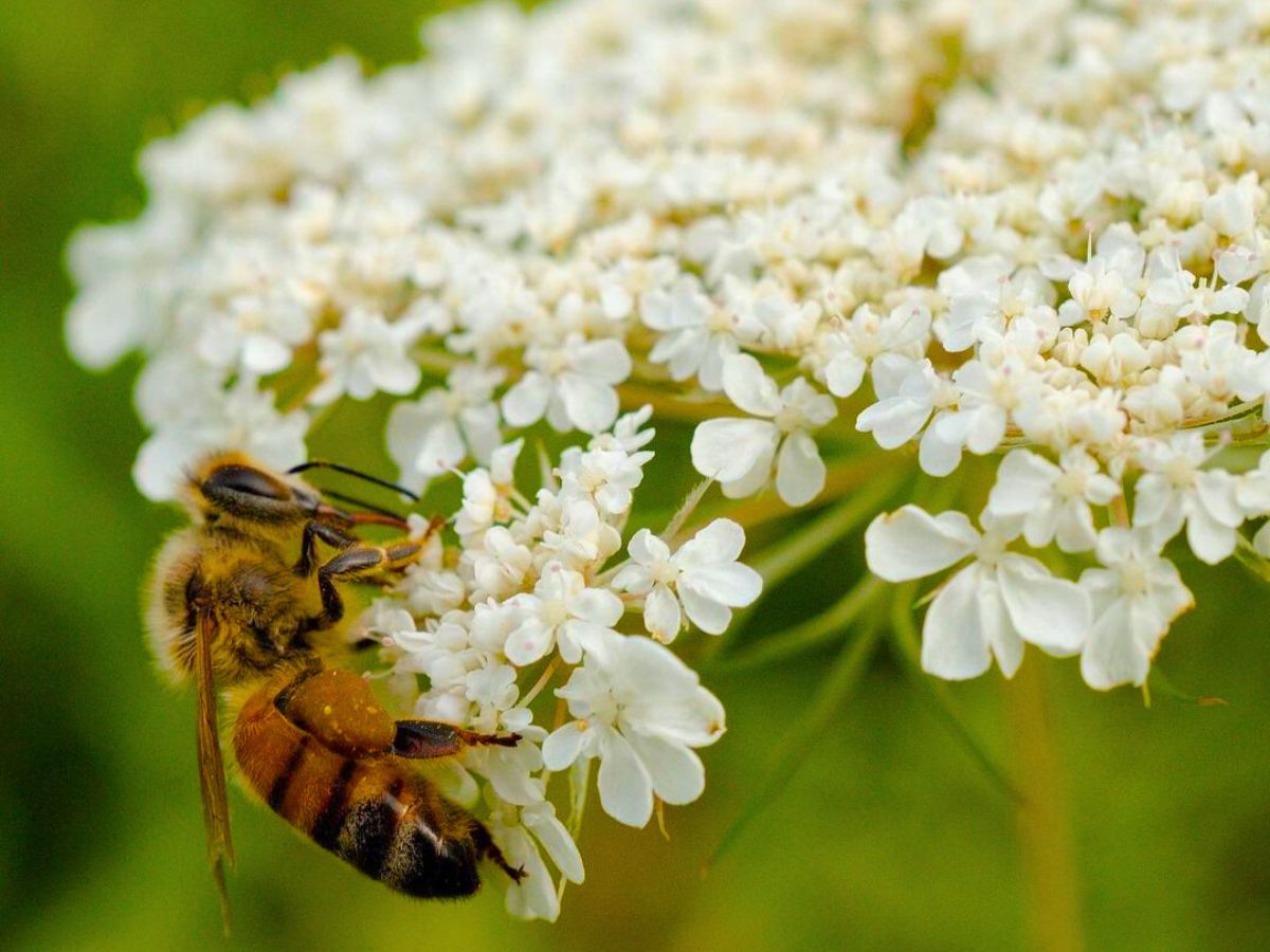 Bee pollinating a flower