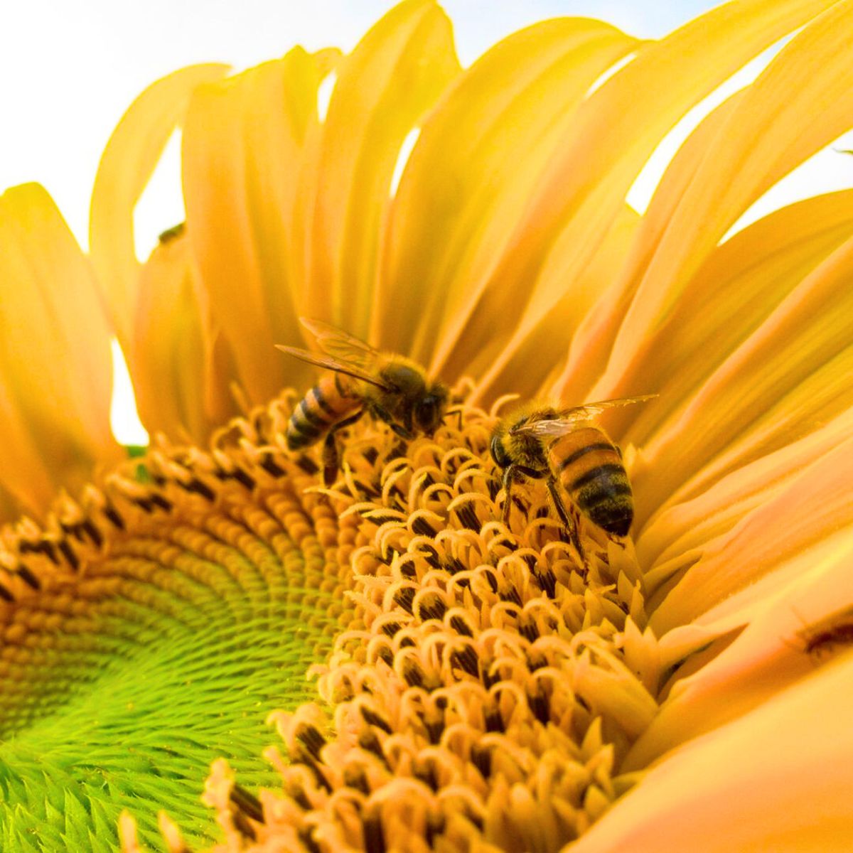 Bees pollinating on a sunflower