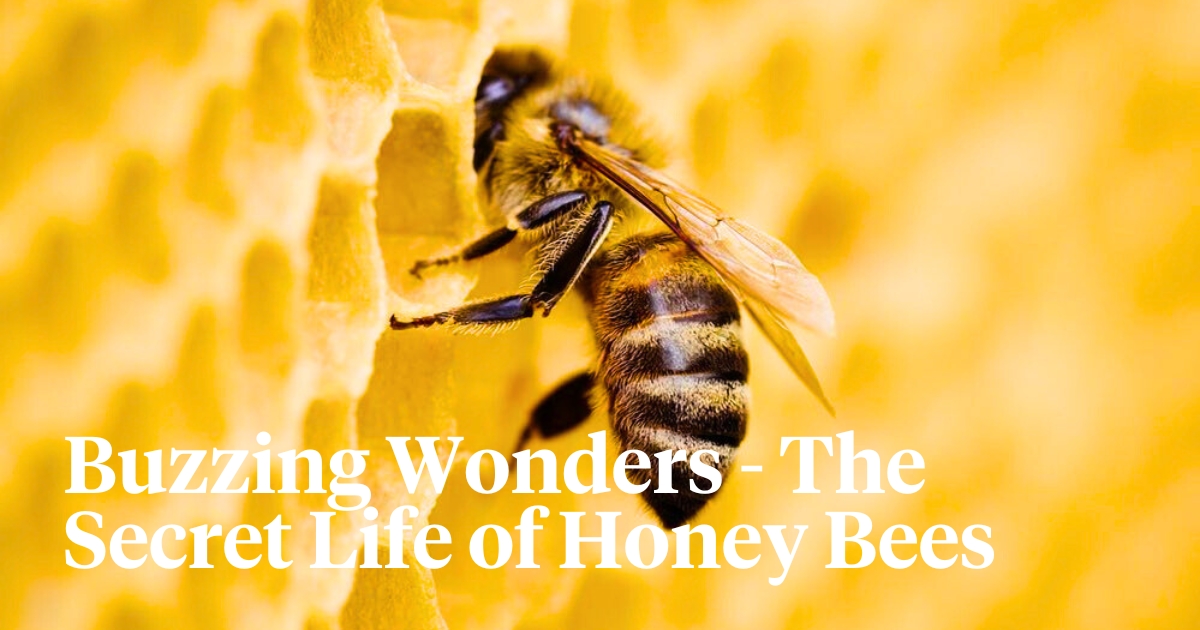 World Honey Bee day