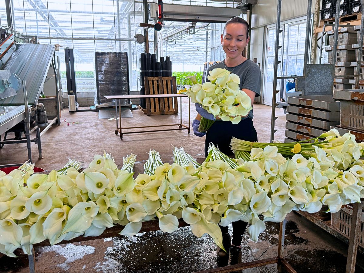 Future Flowers the Dutch Calla Lily Specialist