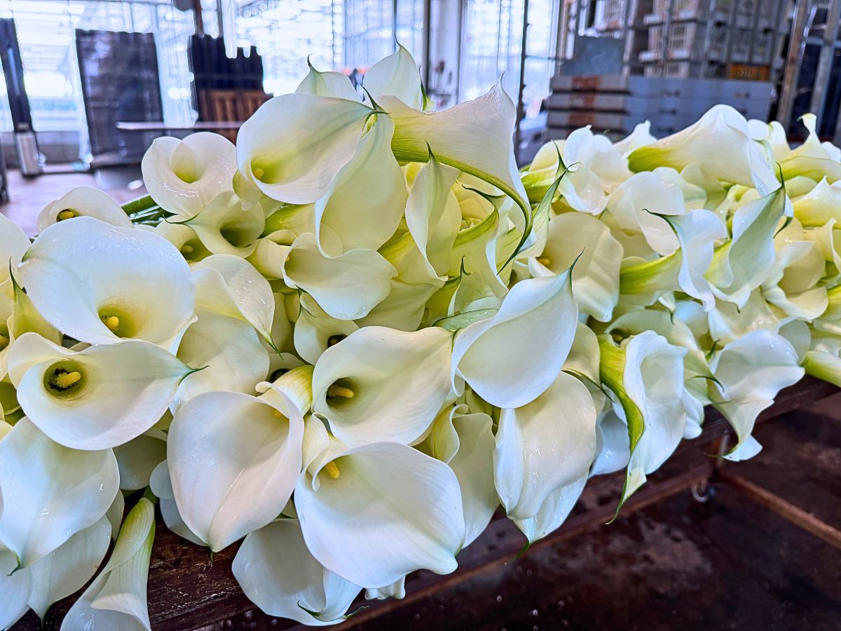 Future Flowers the Dutch Calla Lily Specialist