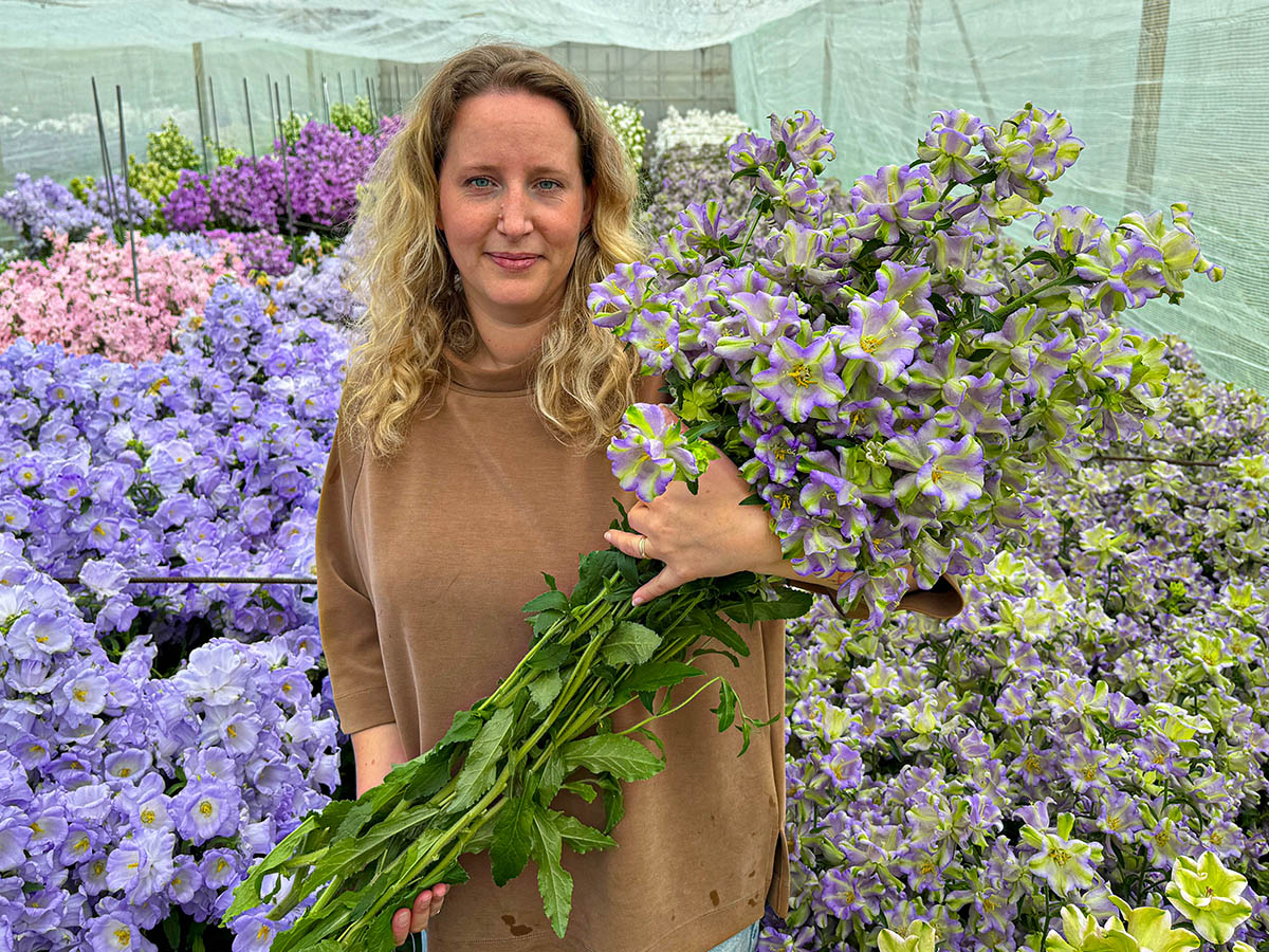 Stadsland Campanula Evergreen Blue