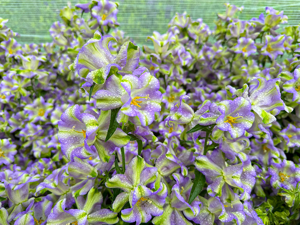 Campanula Evergreen Blue