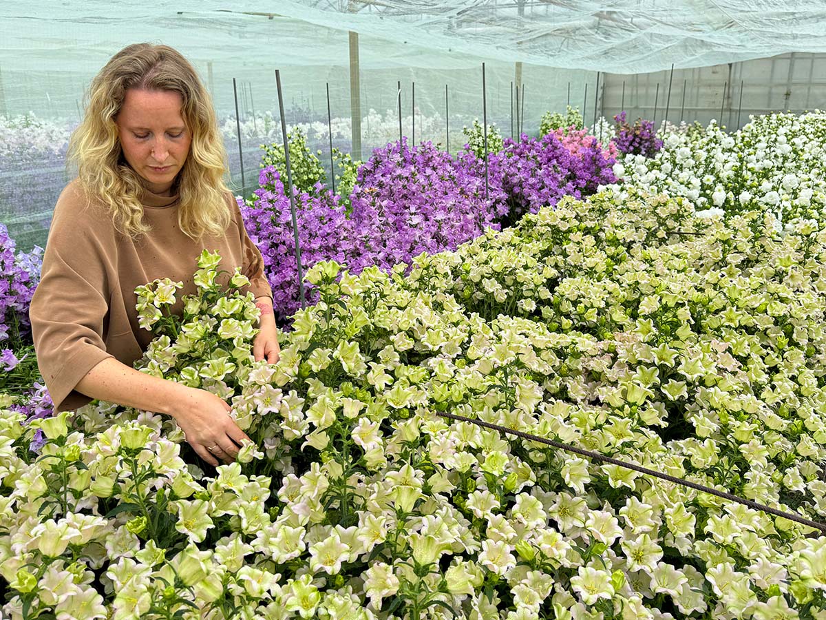 Stadsland Fiona with Campanula Evergreen