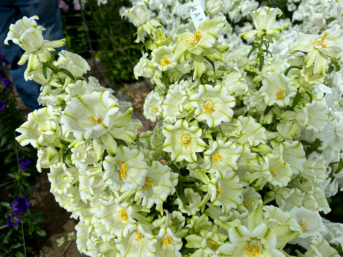 Stadsland Campanula Evergreen