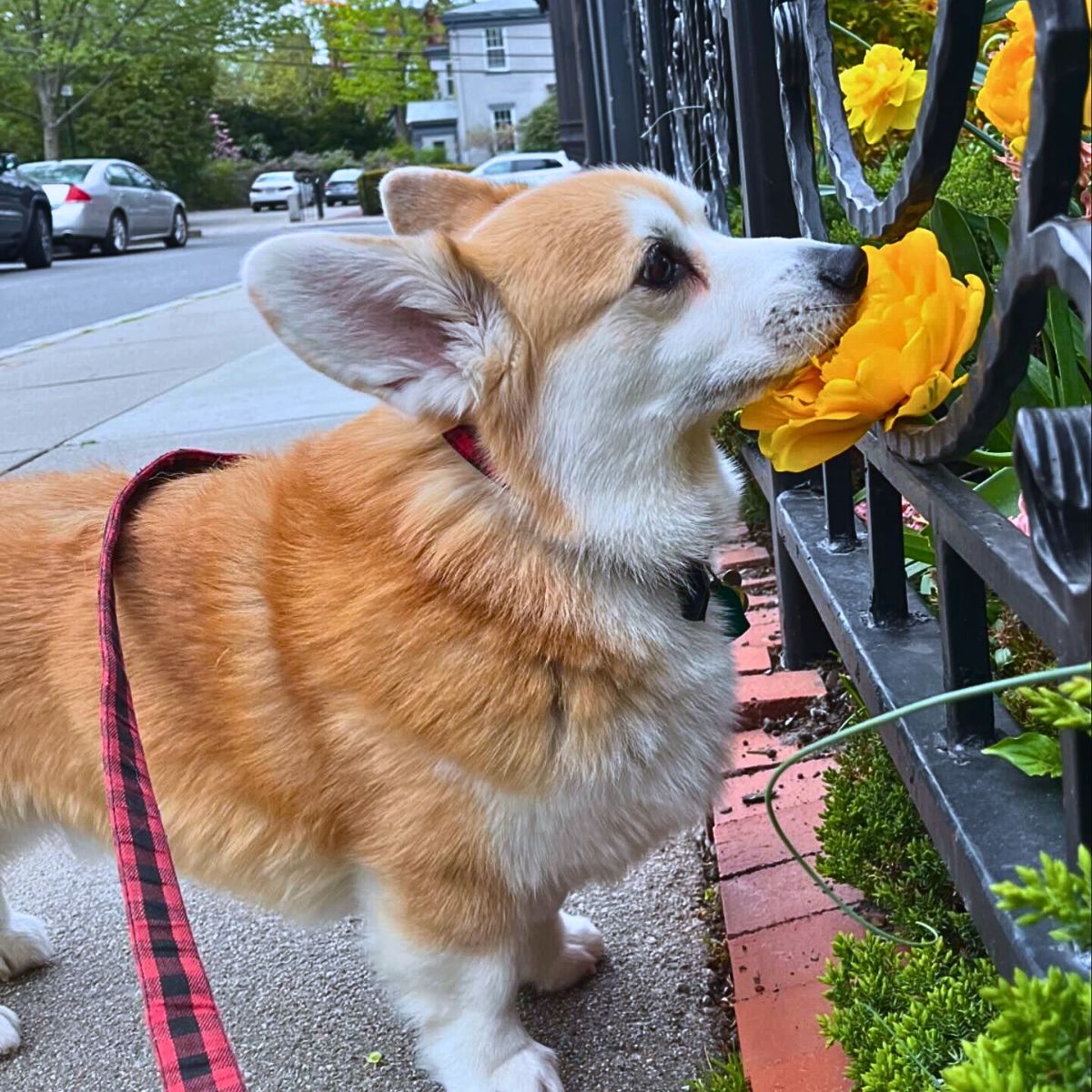 What Makes Flowers Smell?