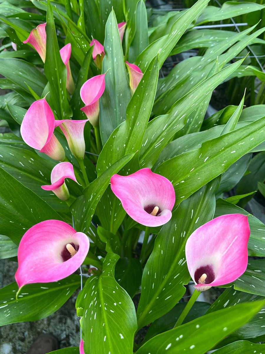 Calla Zazu at Future Flowers greenhouse