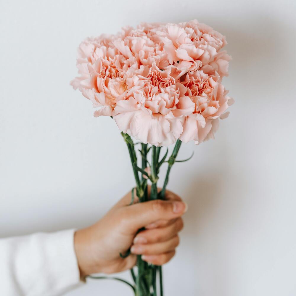 Bouquet of pink carnations