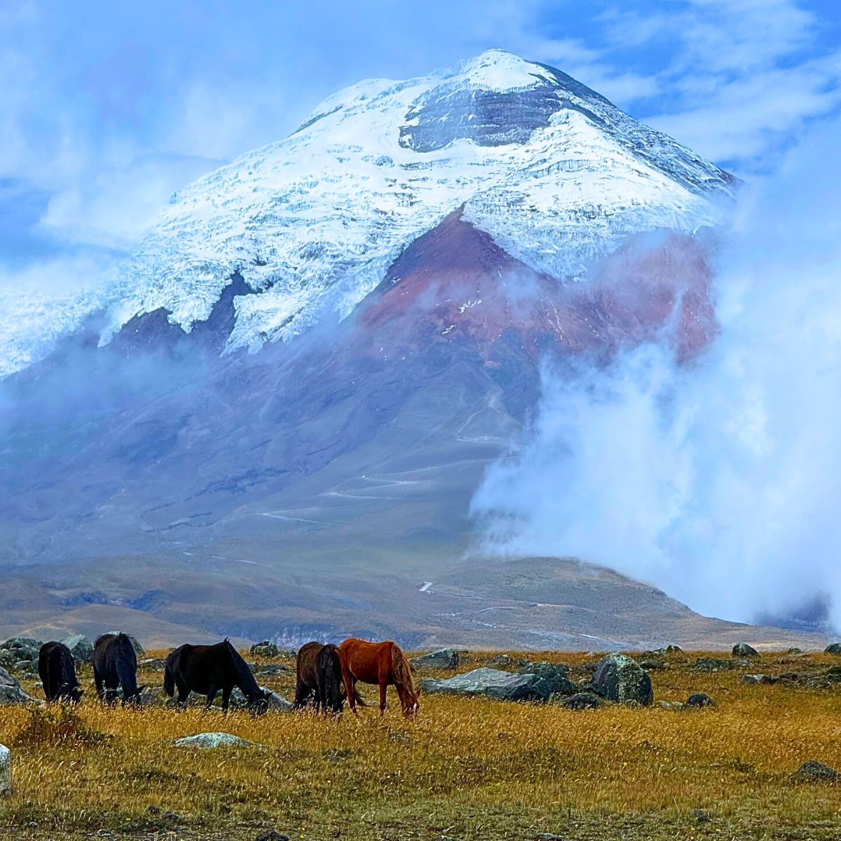 ​Expo Flor Ecuador 2024 - Showcasing the Hidden Marvels of Quito