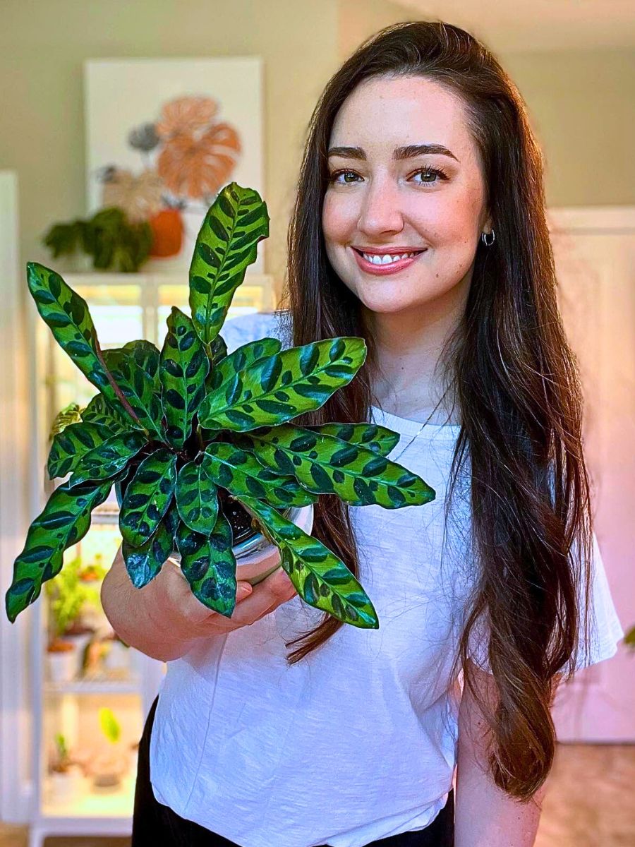 rattlesnake calathea are well-known for their commercial leaf shine