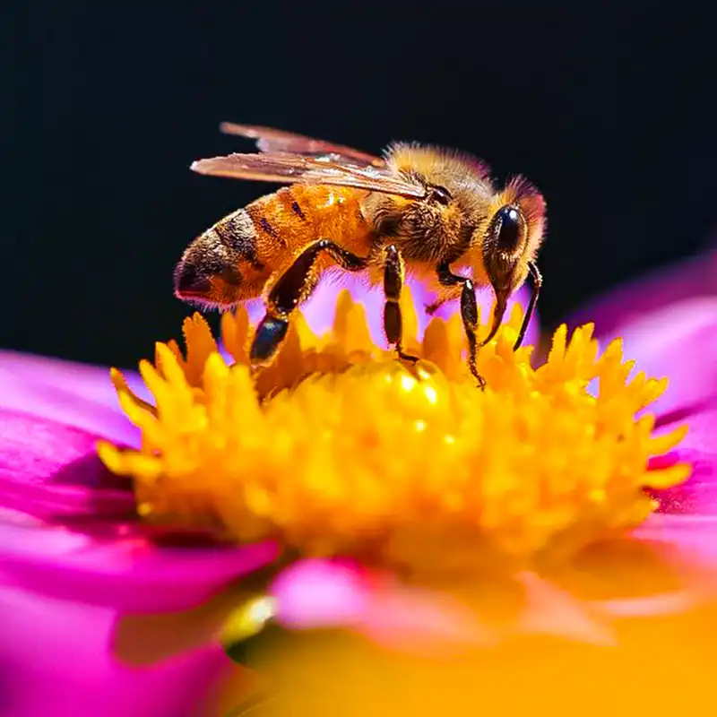 Bee on a snflower