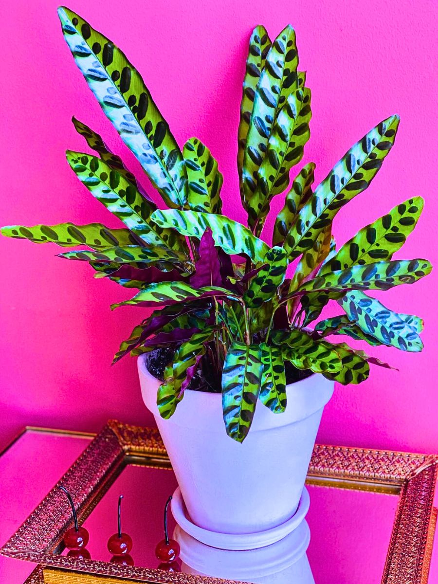 ​Rattlesnake Plant also known as calathea rattlesnake plant, rattlesnake calathea and prayer plant