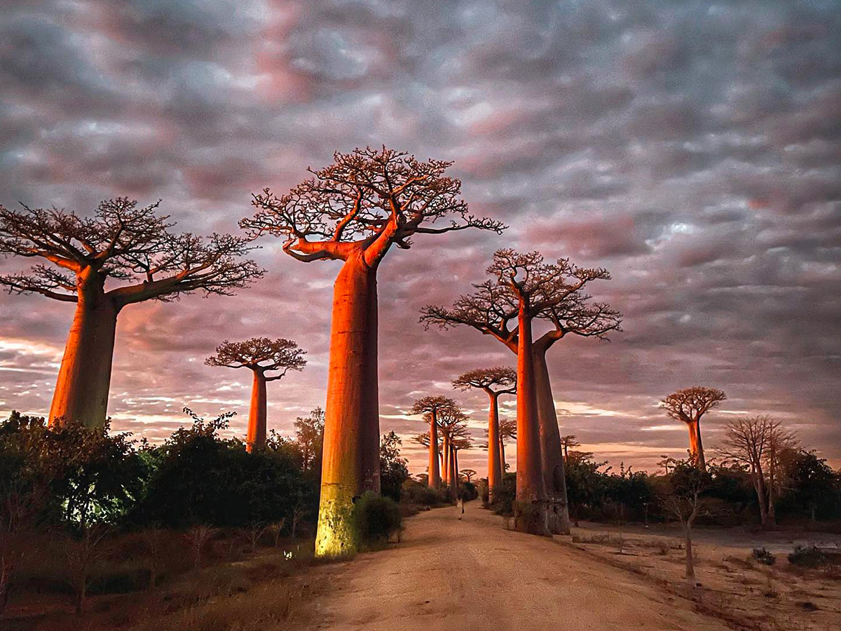 Baobab tree Madagaskar by exodiv