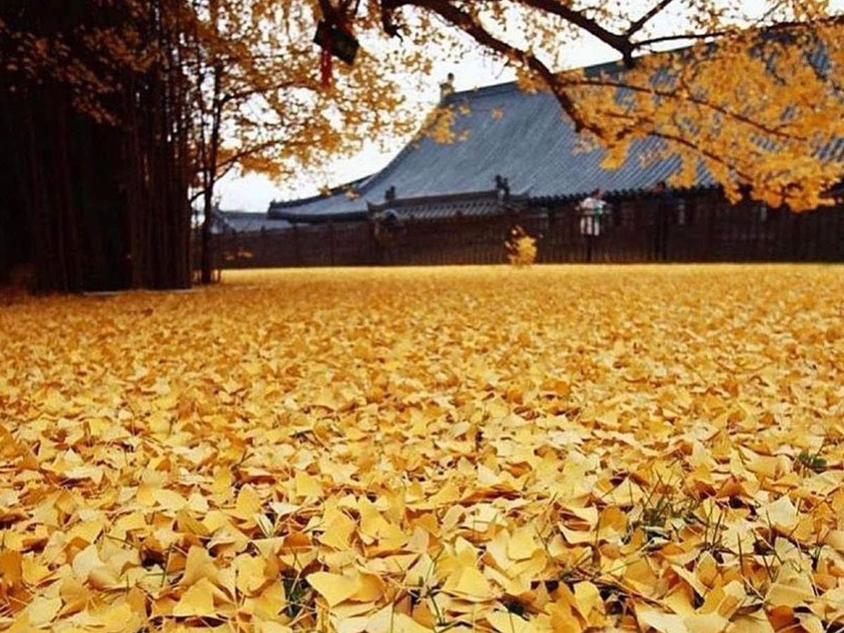 Ginkgo tree leaves Gu Guanyin Buddhist Temple