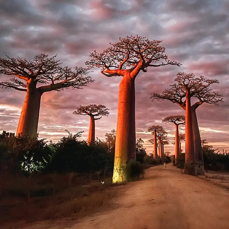 10 of the Most Unique Trees in the World square feature.webp
