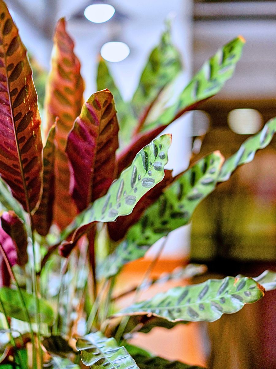 rattlesnake calathea grow best in indoor conditions that fit its native environment 