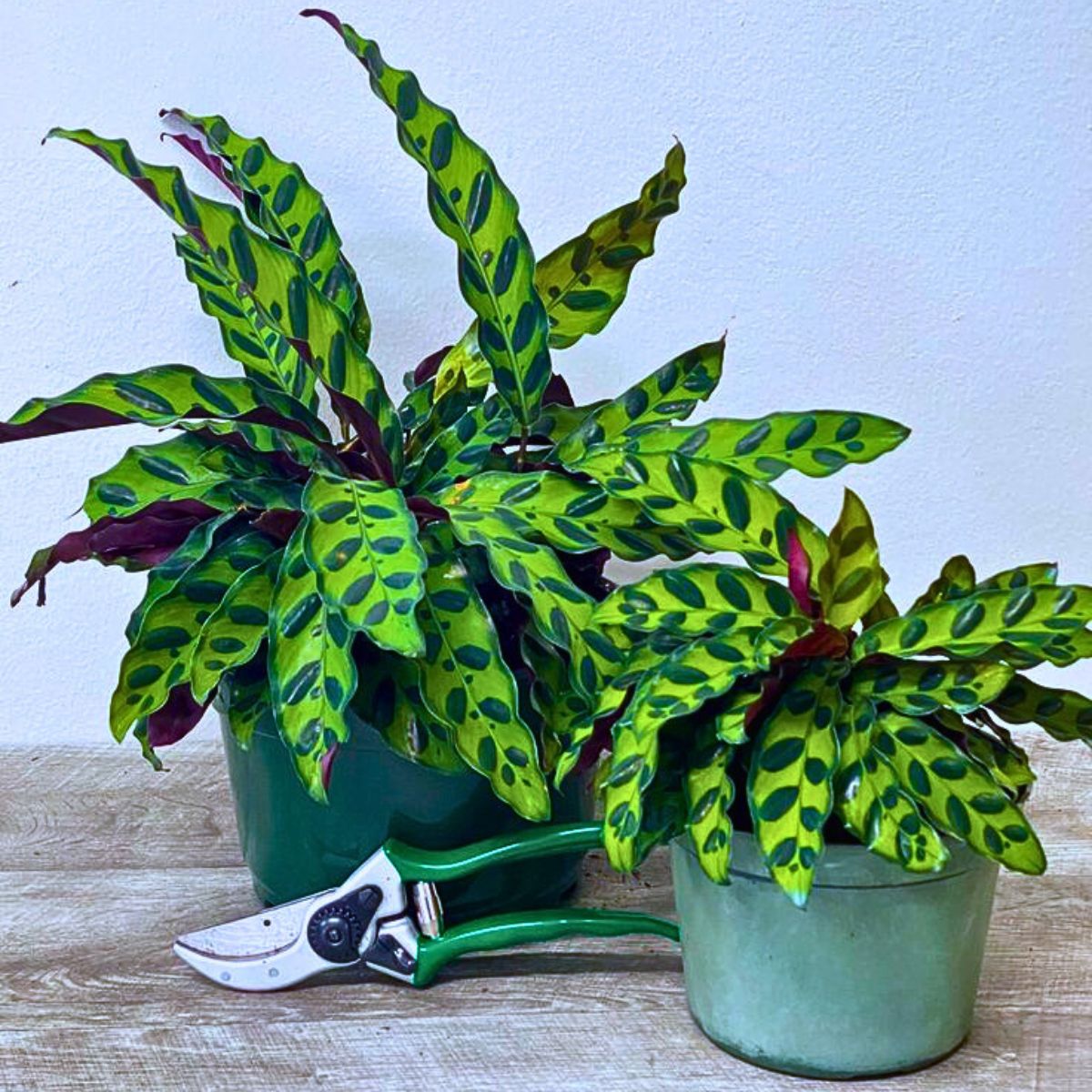 ​Rattlesnake Plant Is a Striking Houseplant and quite popular among plant enthusiasts for its striking foliage