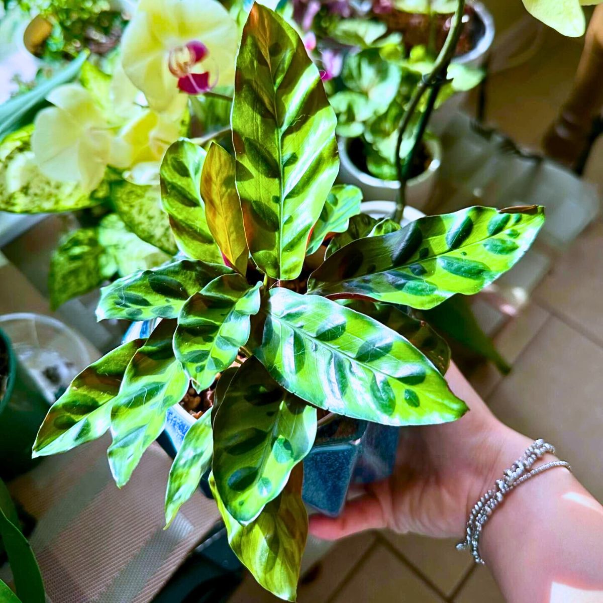 you can also place a rattlesnake calathea in pebble tray filled pots with light sandy soil moist to match desired humidity