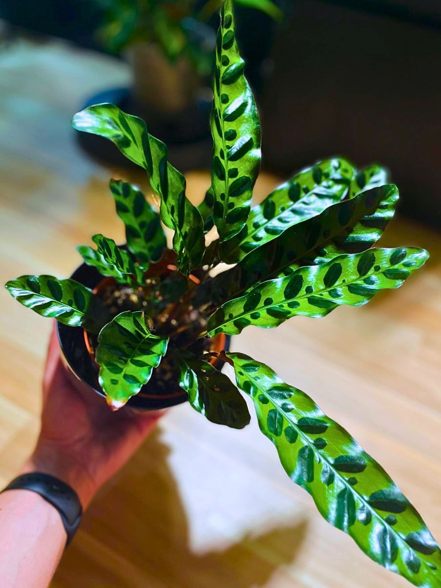 ​Rattlesnake houseplants thrive well indoors in filtered light conditions 