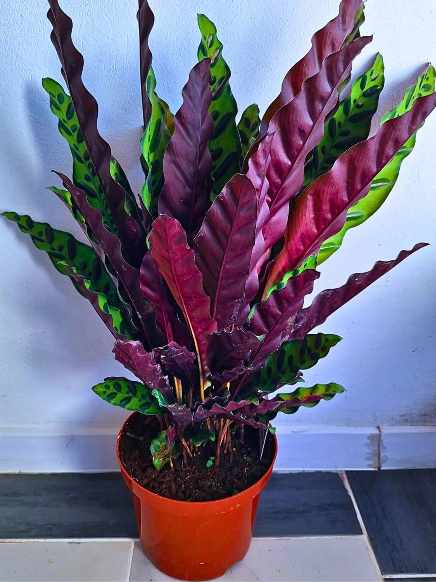 Rattlesnake Calathea with silvery green leaves and deep purple undersides