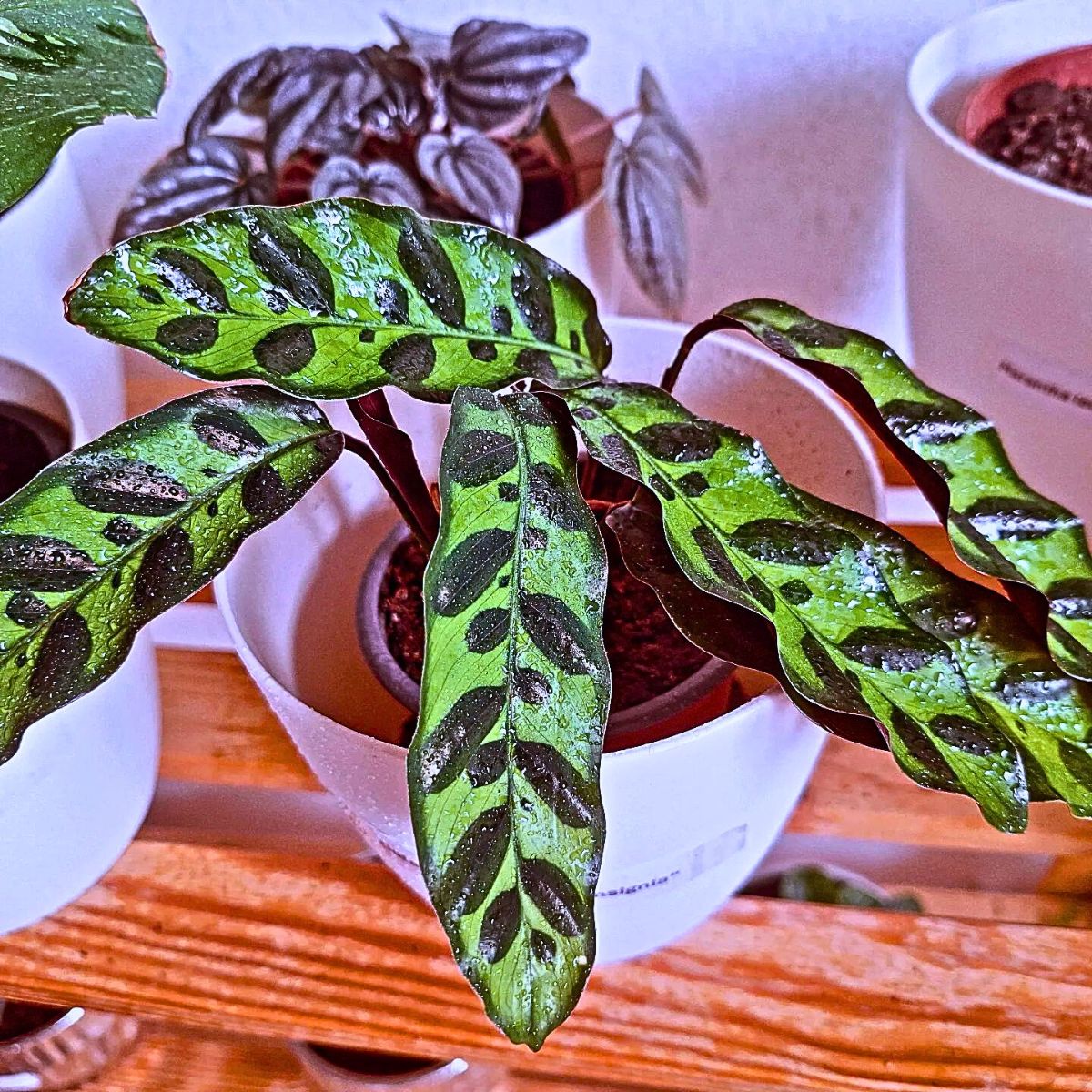 ​Calathea rattlesnake plant is also considered a member of tropical plants