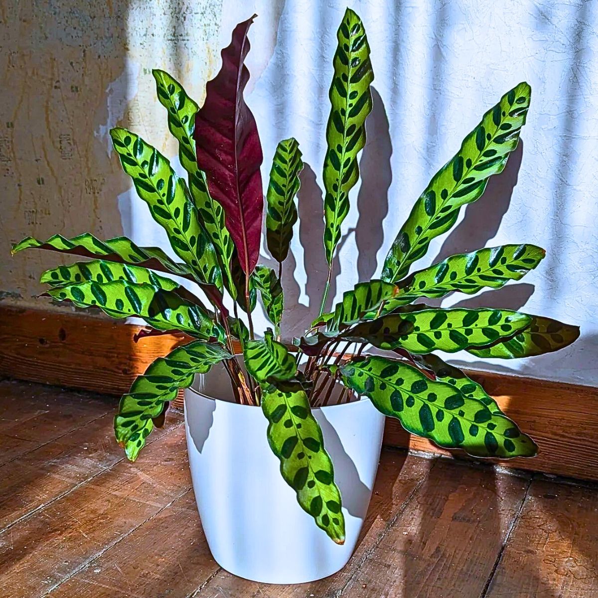 A well lit room with partial shade or low sun exposure also works well for rattlesnake plant growth