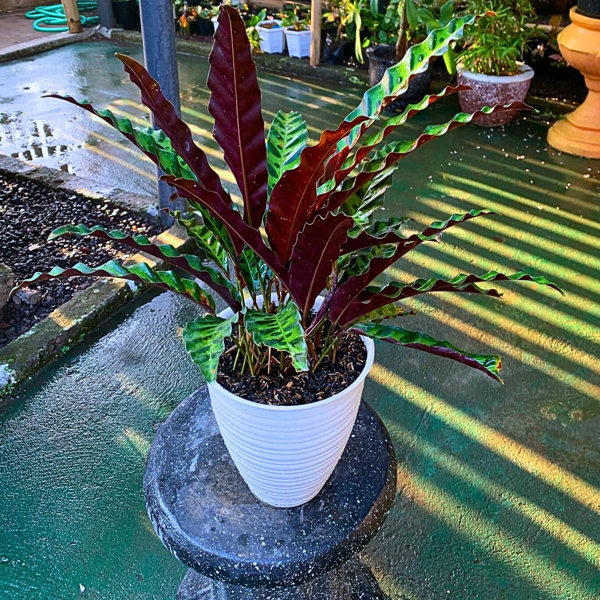 rattlesnake calathea require soil consistently moist to match high humidity conditions