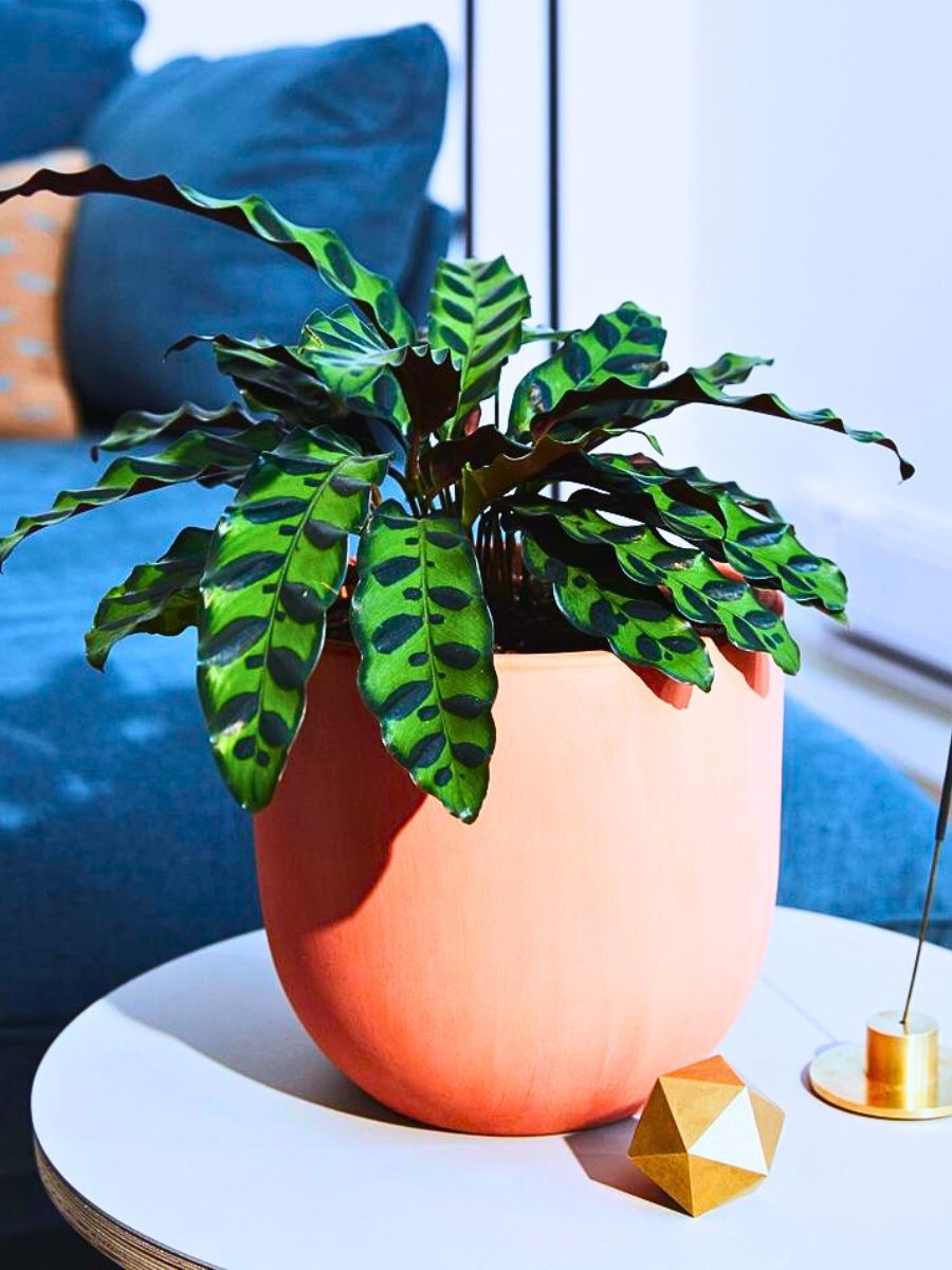 rattlesnake calathea or a rattlesnake plant, kept in a vase in a room indoors in stable environment