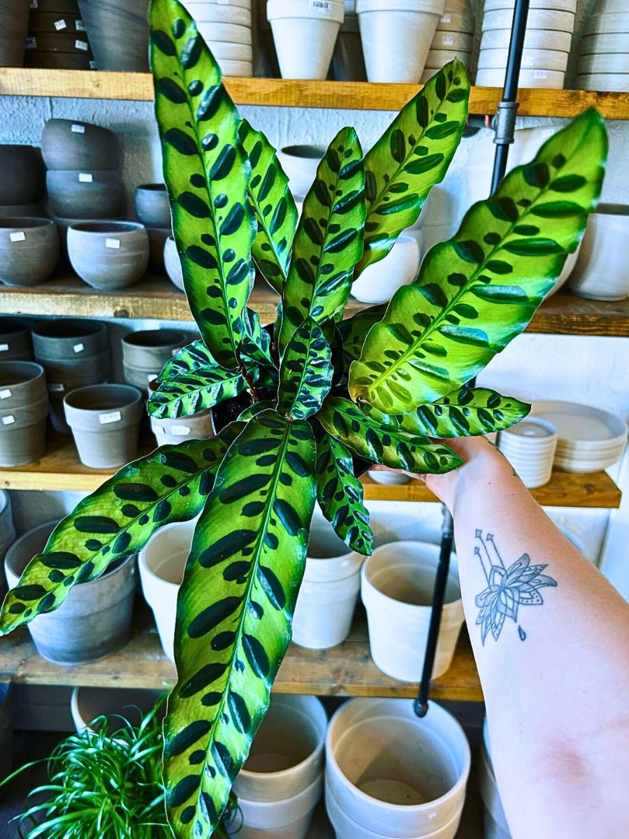 a well grown calathea rattlesnake is charm of every master gardener