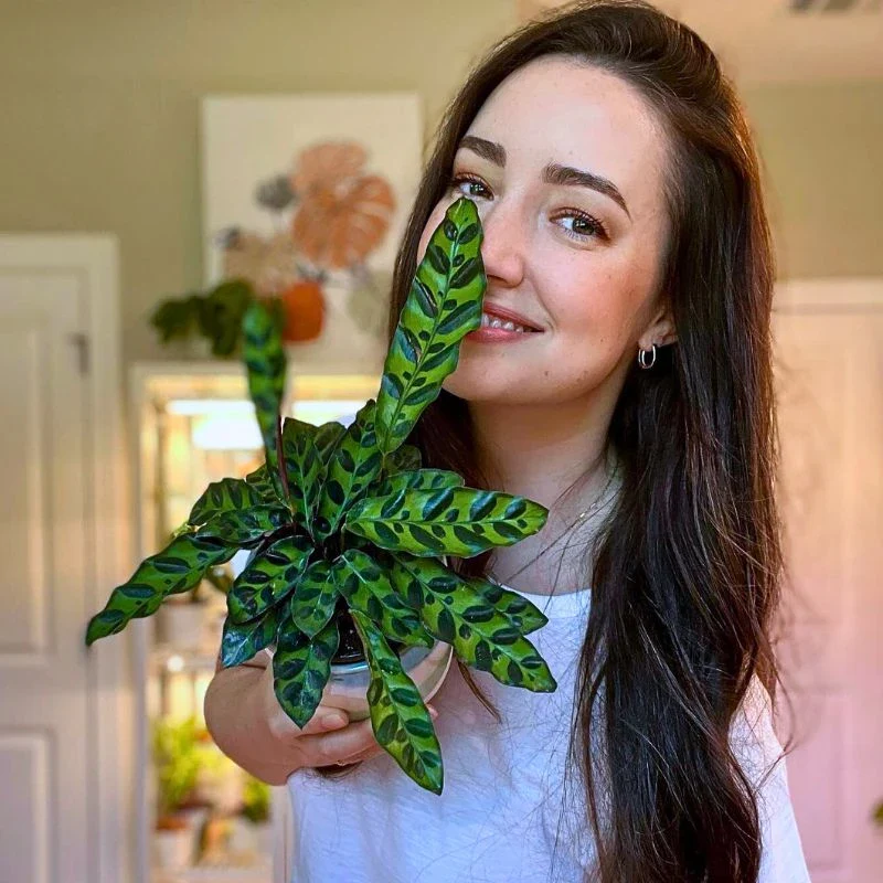 The Alluring and Easy-To-Grow Calathea Rattlesnake Plant