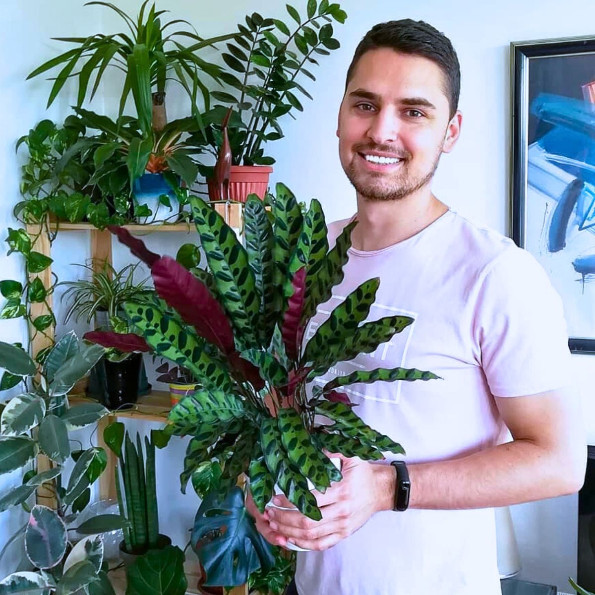 ​Rattlesnake Plant Is a Striking Houseplant 