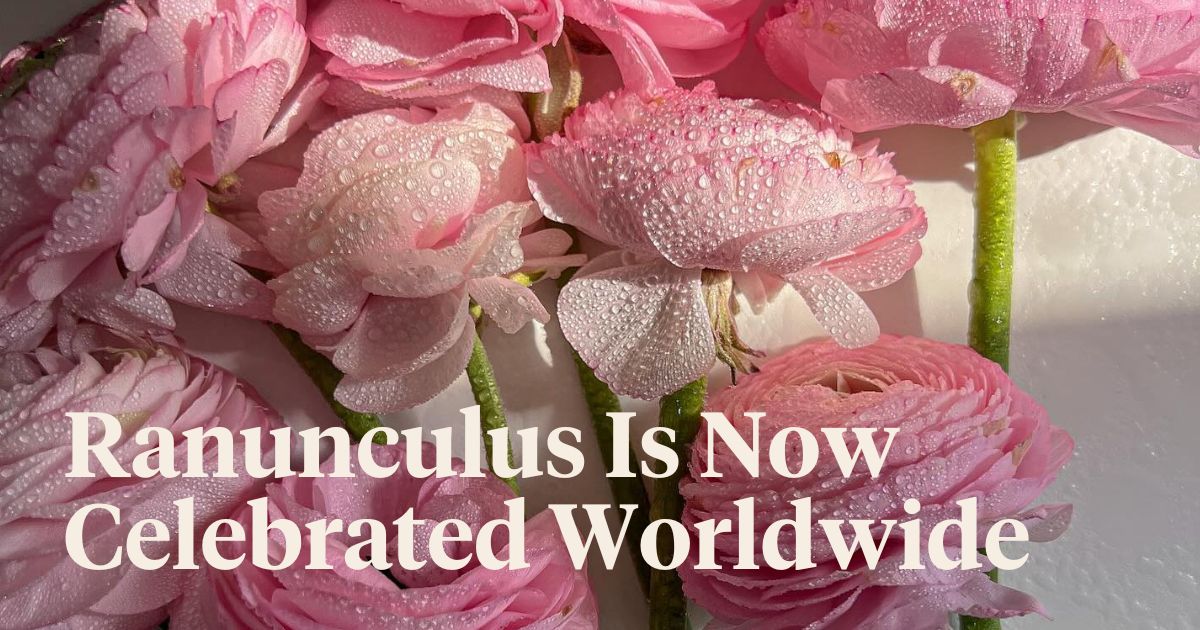 ranunculus flowers are taking over the flower world