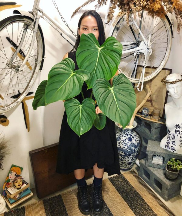 These Popular Houseplants Are Hot on Instagram Right Now Philodendron
