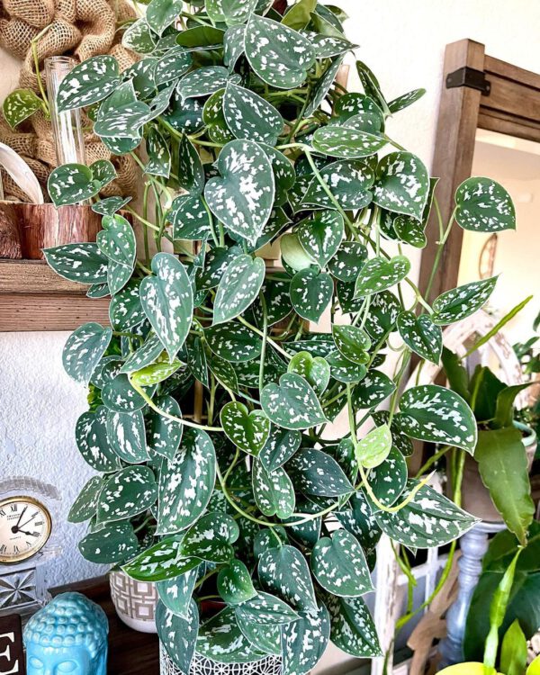 These Popular Houseplants Are Hot on Instagram Right Now Pothos