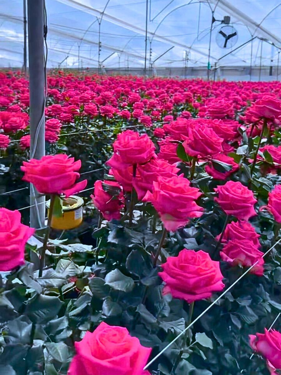 Colombian Rose Farms