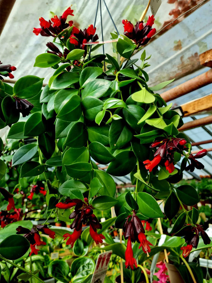 Aeschynanthus radicans Mona Lisa - a stunning variety of lipstick plant featuring red tubular flowers and dark green leaves. Photo by viherpajaofficial