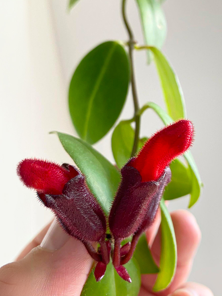 Bright red flowers and medium green leaves of Aeschynanthus radicans Mona Lisa by dakoart