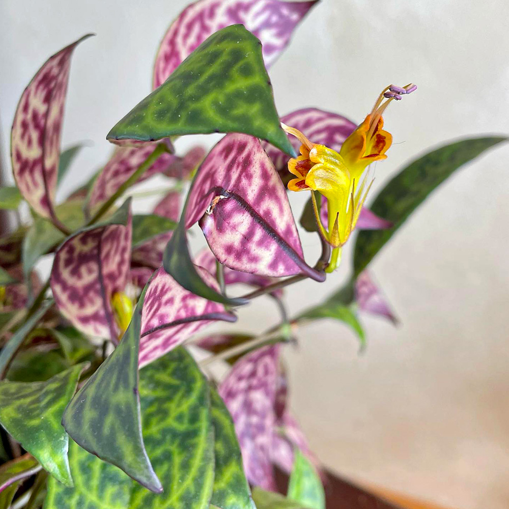 Aeschynanthus radicans Black Pagoda by greingang - A variety of lipstick plant