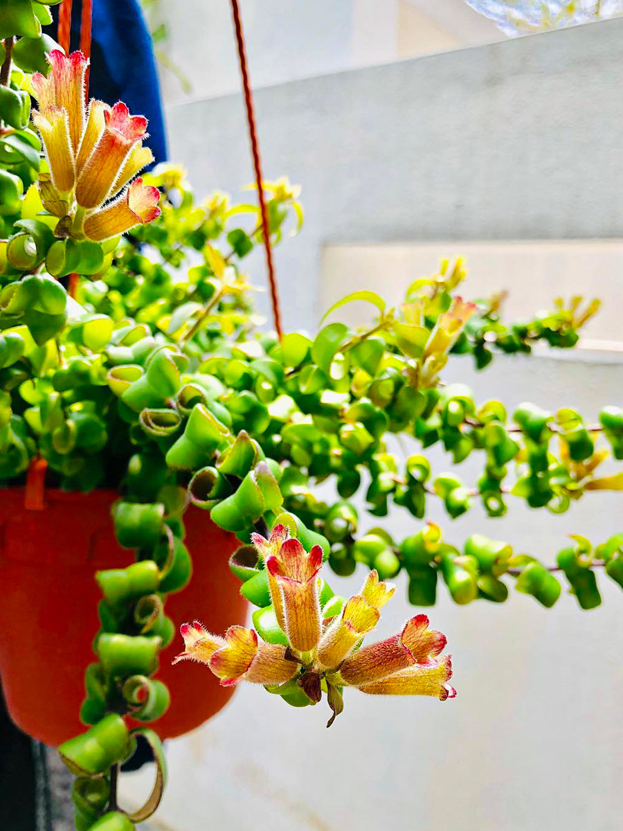 Shiny green leaves of Aeschynanthus radicans Curly by newbplanty