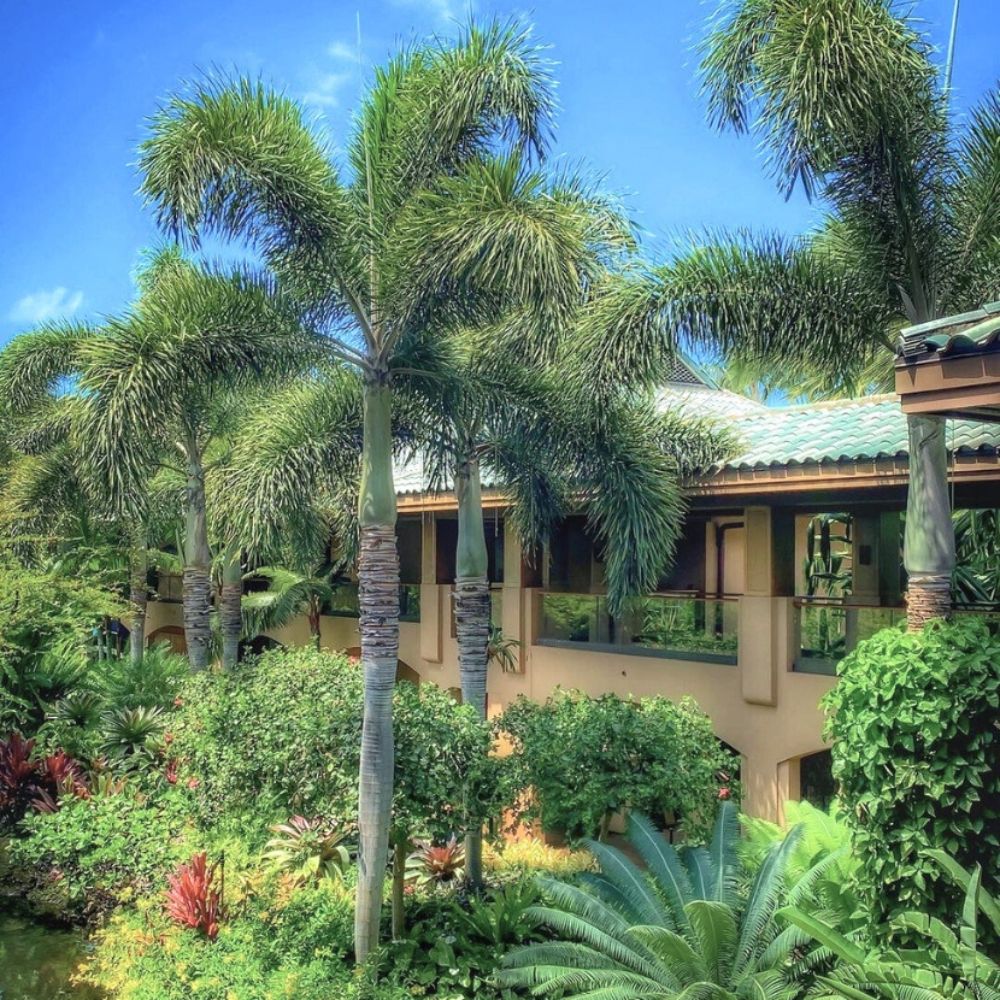 Foxtail palm tree in a garden