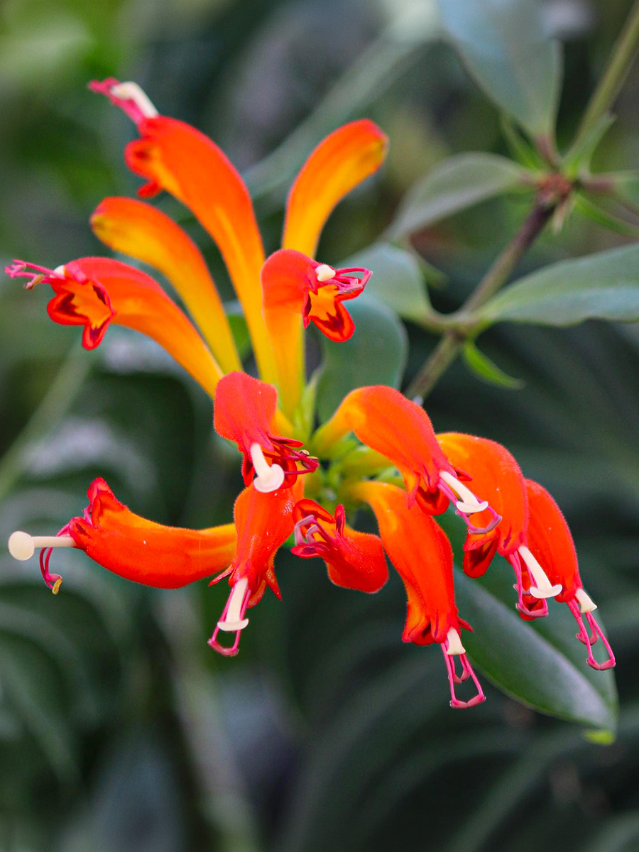 Aeschynanthus speciosus Tangerine by natures_observer808