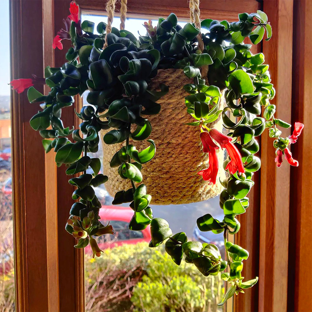 Aeschynanthus radicans Rasta by sheffiness featuring the typical curly leaves with bright red flowers