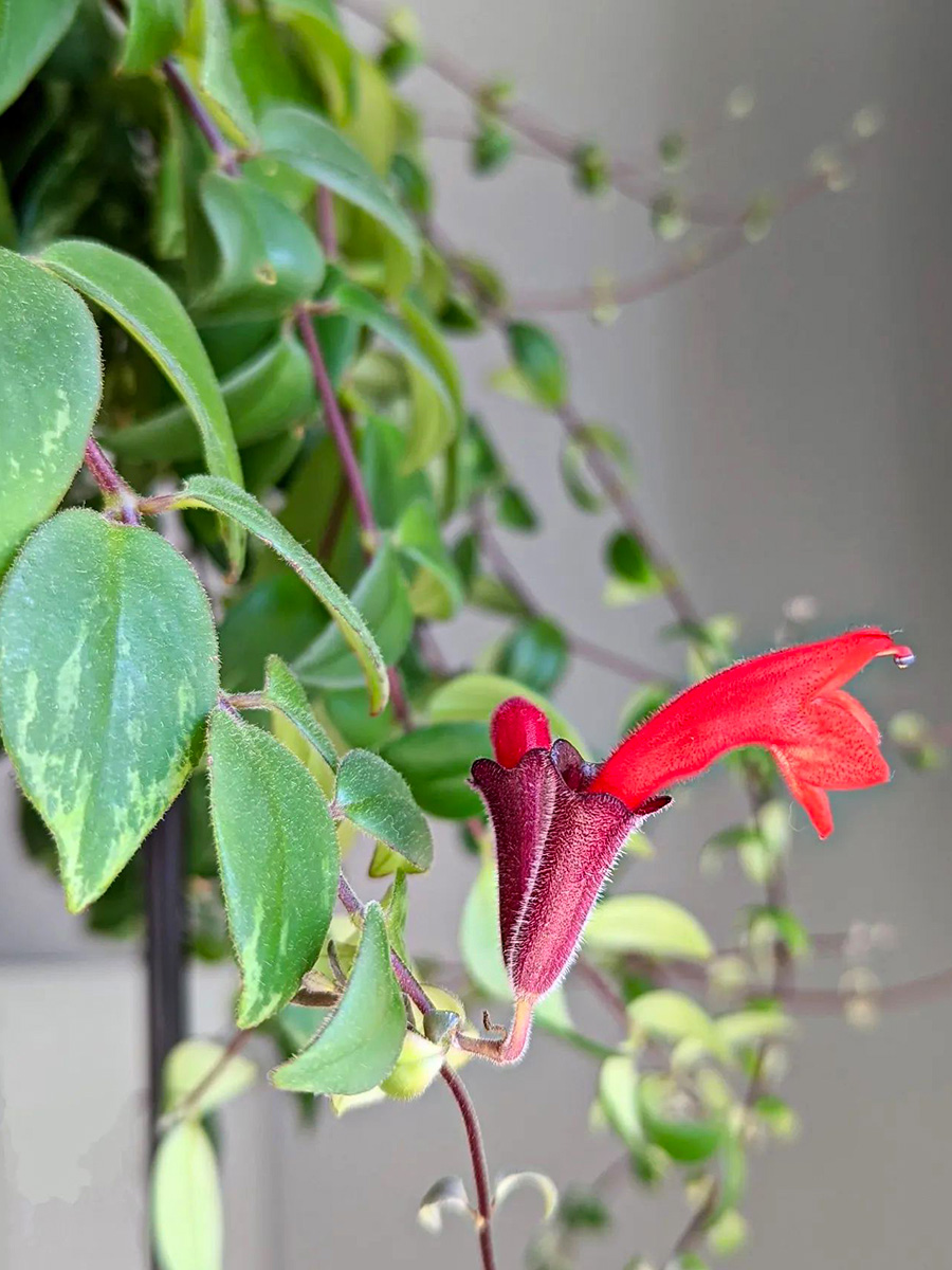 Aeschynanthus radicans Variegata by gennasplants