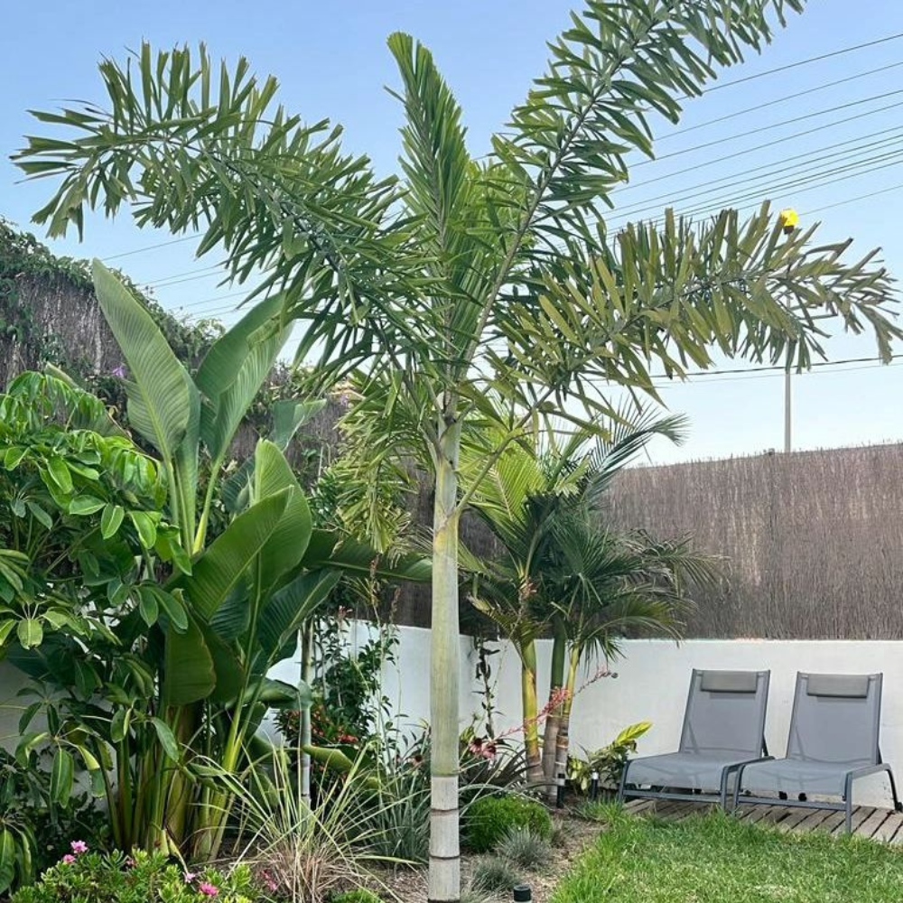 young and thriving foxtail palm tree