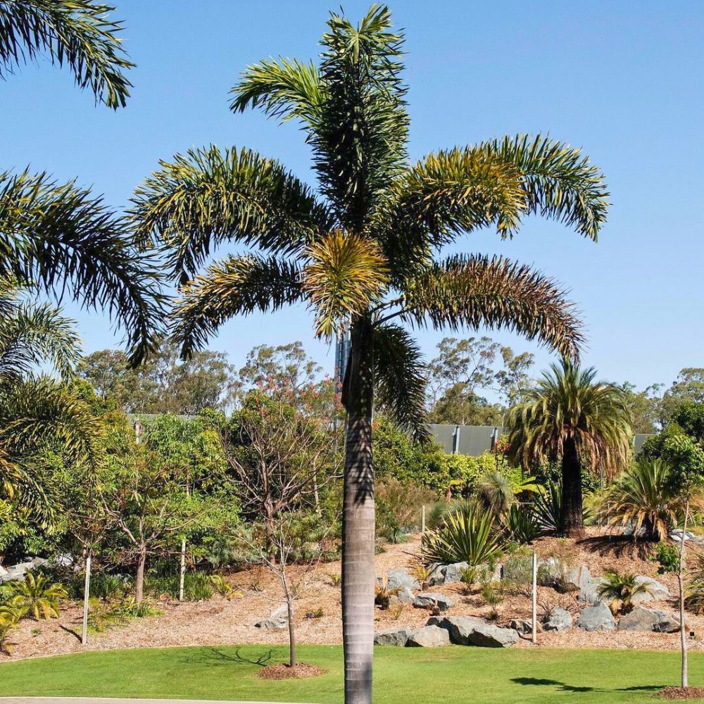 Foxtail palm tree enjoying the sun