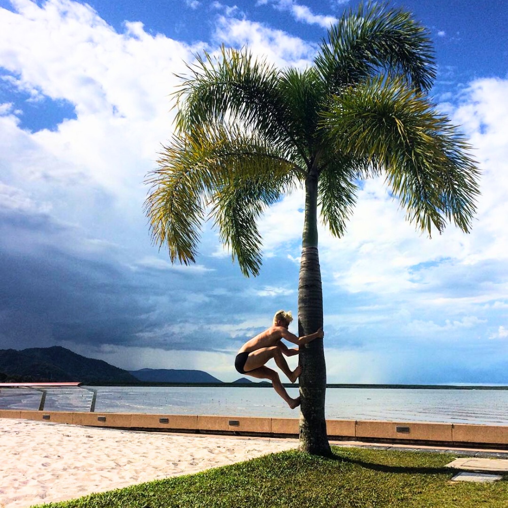 Climbing a foxtail palm tree